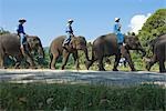 Mahuts und Elefanten, Thai Elephant Conservation Center, Lampang, Provinz Lampang, Nord-Thailand, Thailand