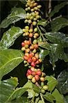 Arabica-Kaffee, Provinz Chiang Rai, Nord-Thailand, Thailand