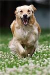 Golden Retriever qui traverse le trèfle, Peterborough, Ontario, Canada