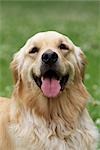 Portrait of Golden Retriever