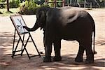 Formateur aident Elephant peinture sur toile, Thai Elephant Conservation Center, Lampang, Thaïlande