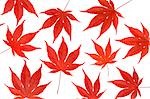 Still Life of Japanese Maple Leaves