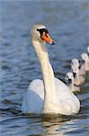 Mute Swan et petits cygnes, Bavière, Allemagne