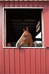 Pferd im Stall, Brush Prairie, Washington, USA
