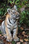 Portrait of Siberian Tiger Cub, Nuremberg, Bavaria, Germany