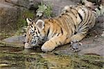 Siberian Tiger Cub, eau potable, Nuremberg, Bavière, Allemagne