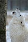 L'Arctique loup hurlant, petit Auheim, Hanau, Main-Kinzig, Hesse, Allemagne