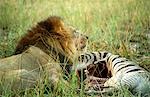 Male lion (Panthera leo) lies beside the carcass of a zebra that it has killed and is eating (Equus burchelli)