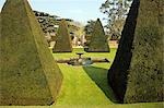 England,Dorset. Athelhampton House is one of the finest examples of 15th century domestic architecture in the country. Medieval in style predominantly and surrounded by walls,water features and secluded courts. Here the topiary of the Great Court is a masterpiece of Francis Inigo Thomas.