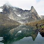 Hut Tarn lies at an altitude of 14,800 feet,close to the peaks of Mount Kenya (in cloud on the left at 17,058 feet). The plants growing round the tarn are giant groundsels or tree senecios (Senecio johnstonii ssp battiscombei),which are one of several plant species that display afro-montane gigantism above 10,000 feet.
