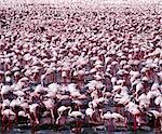 Tens of thousands of lesser flamingos (Phoeniconaias minor) line the shores of Lake Bogoria,feeding on blue-green algae (Spirulina platensis) that grows profusely in its warm alkaline waters.