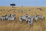 Zèbres de Burchell paître les plaines herbeuses ouvertes dans le Masai Mara.