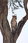 Kenya, district de Narok, Masai Mara. Un léopard enquêtes les plaines des environs de la fourche d'un arbre dans la réserve nationale de Masai Mara.