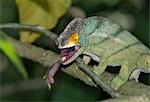 A Parson's chameleon (Chamaeleo parsonii) catches an insect with its very long tongue,which can extend to a length equal to its body.