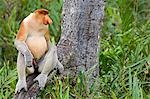 Alpha male Proboscis Monkey in territorial stance,sabah,Borneo