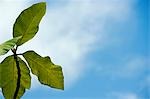 Feuilles de la forêt pluviale contre un ciel bleu, la station scientifique Danum près de Sepilok, Sabah, Borneo