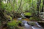 Forêt tropicale et chute d'eau au Bioparc près de l'entrée du Parc National du mont Kinabalu, Sabah, Borneo