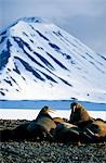 Male Walruses (Odobenus rosmarus) hauled out on Prins Karls Forland.