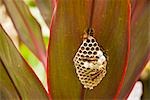 Peru, Amazonas, Amazonas. Wespen Nest an der Zoologische Park Quistococha in Iquitos.