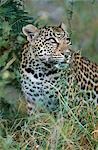 South Africa,Sabi Sands Game Reserve. Female Leopard (Panthera pardus).