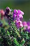 Bell heather,Erica cinerea