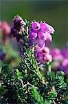 Bell bruyère, Erica cinerea