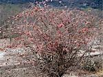 Le rose vif et rouge ailé des fruits d'un buisson de Combretum épars dans le Parc National de Tanzanie sud de Ruaha.