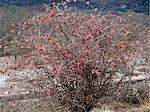 The bright pink and red winged fruits of a straggly Combretum bush in the Ruaha National Park of Southern Tanzania.