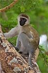 Tanzania,Katavi National Park. A vervet monkey in Katavi National Park.