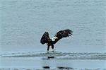USA,Alaska,Homer. A bald eagle flies over the edge of Kachemak Bay.