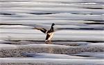 USA, Alaska. Un Drake du canard colvert (Anas platyrhynchos) bat ses ailes sur la fonte des glaces d'un étang dans la chaîne de l'Alaska.