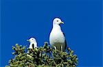 USA,Alaska. Mew Gulls (Larus canus) are small gulls with slender bills that nest in the sub-arctic.