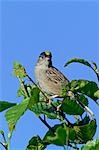 USA, Alaska. Goldkronen Sparrow (Zonotrichia Atricapilla) thront auf einem Ast im Juli, auf der Kenai-Halbinsel in der Nähe von Homer, Alaska.