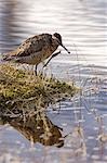 USA, Alaska. Un Common Snipe (Gallinago gallinago) à côté d'un petit lac dans la chaîne de l'Alaska dans le centre-sud de l'Alaska.