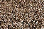 USA,Alaska Copper River Delta. Western Sandpipers (Calidris mauri) and Dunlin (Calidris alpina),in spring migration,stop to feed on the tidal flats of the Copper River Delta. Virtually the entire population of Western Sandpipers passes through the region during the springtime.