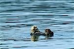 États-Unis, Alaska, Copper River Delta. Loutre de mer (Enhydra lutris) dans l'entrée de Orca près de Cordoue.