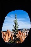 USA Utah Bryce Canyon National Park A lone Pine Tree and colourful rock pinnacles known as Hoodoos on the Peekaboo Loop Trail