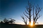 USA, Utah, Bryce Canyon National Park. Coucher de soleil sur les pins à cônes épineux âgés à environ 3000 ans