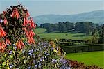 Pays de Galles. Powys ; Powis Castle. Vue vers le bas depuis la terrasse de la volière pour les jardins à la française ci-dessous.