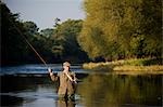 Wales; Wrexham. A trout fisherman casting to a fish on the River Dee