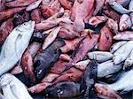 Die bunten fangen der Fischer am Sekra, einem Fischerdorf an der Nordküste von Sokotra. Der Insel Küstenbevölkerung hängt fast ausschließlich von der Fischerei als wichtigste Quelle des Lebensunterhalts mit Hai, Kingfish und Thunfisch werden die wichtigsten Arten. Riff-Fischen und Hummer stellen auch eine bedeutende Einnahmequelle dar.