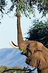 An elephant reaches up with his trunk to feed from a tree.