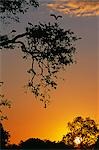 Zambie, parc national du Sud Luangwa. Cigognes Yellowbilled retournent à la colonie au coucher du soleil (Mycteria ibis).