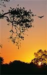 Zambie, parc national du Sud Luangwa. Cigognes Yellowbilled retournent à la colonie au coucher du soleil (Mycteria ibis).