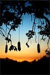 South Luangwa Nationalpark in Sambia. Würste hängen von einem Leberwurstbaum bei Sonnenuntergang.