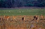 Zambie, Parc National de Kasanka. Puku (Kobus vardonii) sont les plus prolifiques antilope dans Kasanka, grands troupeaux se trouvent dans la plaine inondable.