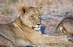 Lioness on Busanga Plain