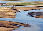 Crocodiles se prélasser sur les bancs de sable dans la rivière Luangwa sud pendant la saison sèche lorsque la rivière est faible. .