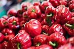 Poivrons rouges au marché, Spring Hill, Floride, USA