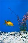 Gold Fish in Aquarium, Tampa Aquarium, Tampa, Florida, USA